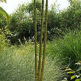 Phyllostachys sulphurea Robert Young.JPG